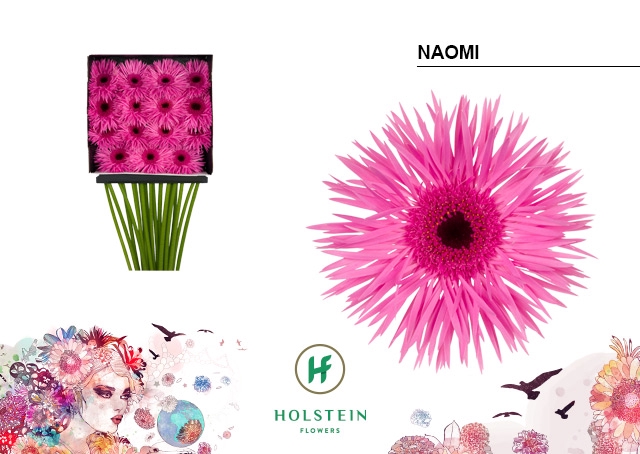 <h4>Gerbera Spider Naomi Diamond Per Kaart</h4>