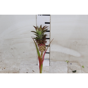 ANANAS POTYRA