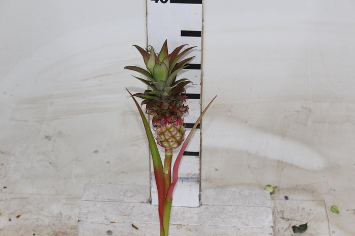 <h4>ANANAS POTYRA</h4>