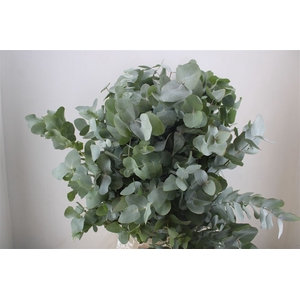 Euca Cinerea 300gr P Bunch