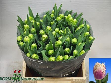 <h4>Tu Fr Hawaii</h4>