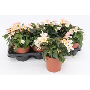 Begonia Waterfall White