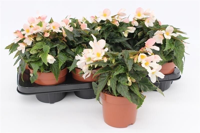 <h4>Begonia Waterfall White</h4>