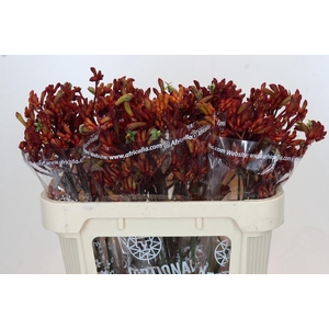 Anigozanthos Early Spring