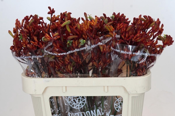 <h4>Anigozanthos Early Spring</h4>