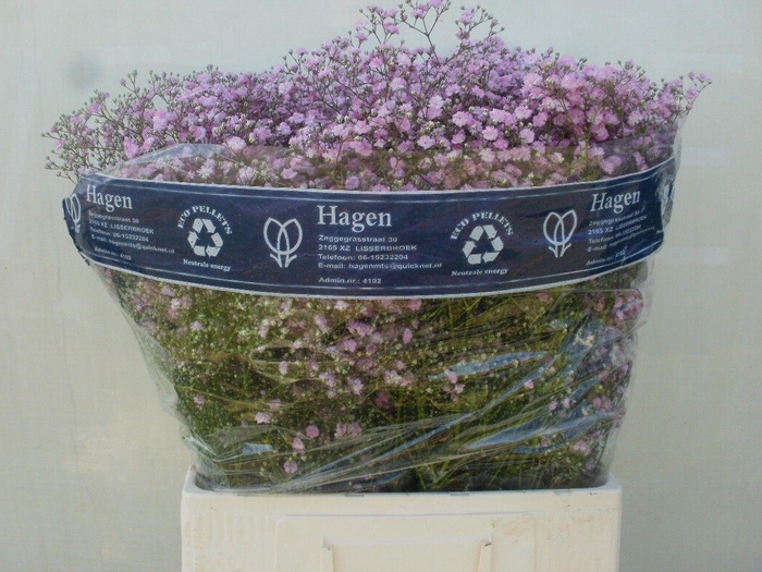 <h4>Gyps Pa My Pink</h4>