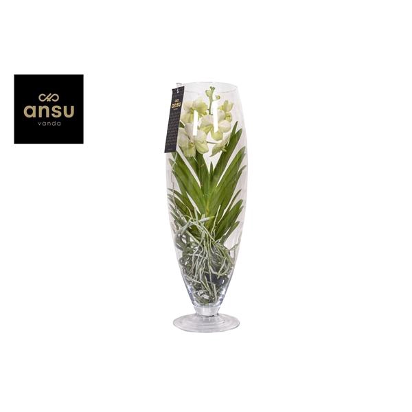 <h4>Vanda hybriden</h4>