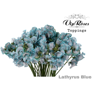 LATHYR BLUE