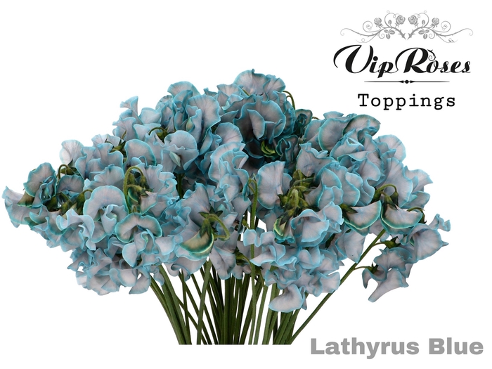 LATHYR BLUE