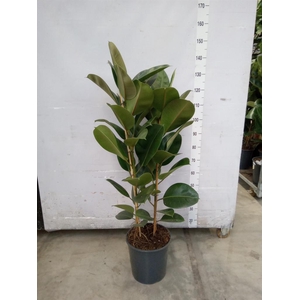 Ficus elastica 'Robusta'