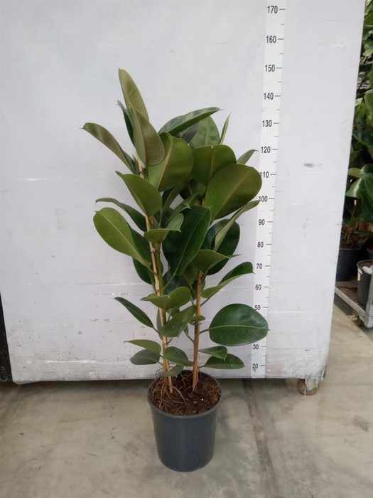 <h4>Ficus elastica 'Robusta'</h4>