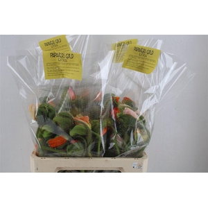 Papaver Mixed Extra P Stem