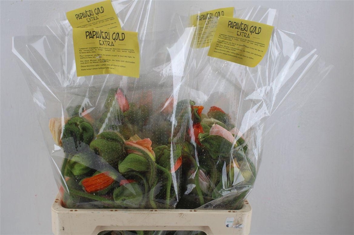 <h4>Papaver Mixed Extra P Stem</h4>