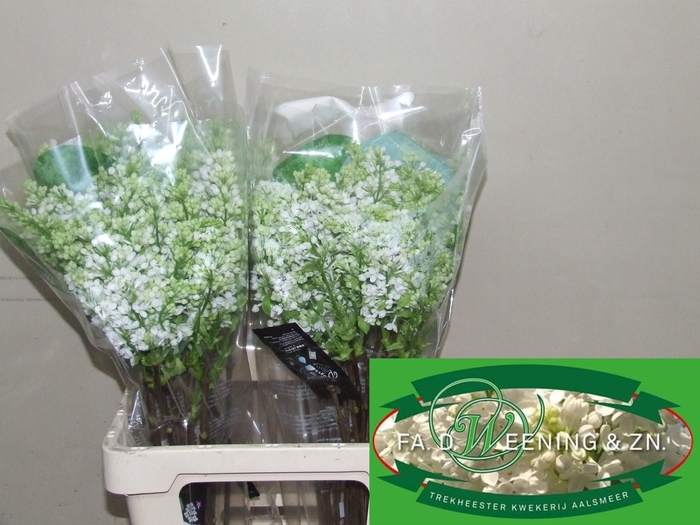 <h4>SYR V MME FL STEPMAN</h4>