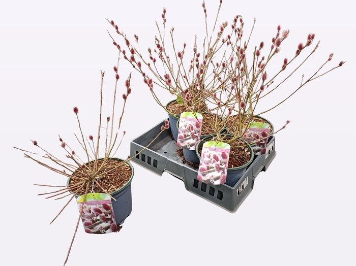 <h4>SALIX MT. ASO</h4>