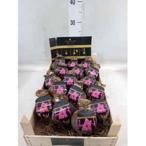 Hippeastrum   ...flowerbulbs