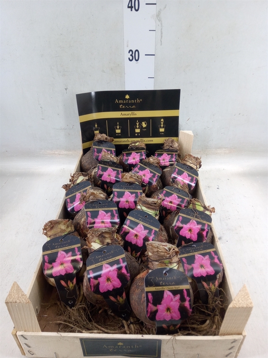 <h4>Hippeastrum   ...flowerbulbs</h4>