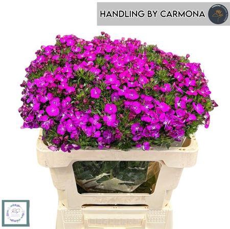 <h4>Di Amazon Purple 55cm</h4>