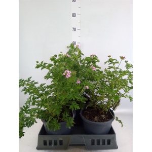 Pelargonium graveolens