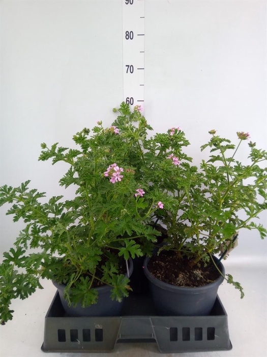 <h4>Pelargonium graveolens</h4>