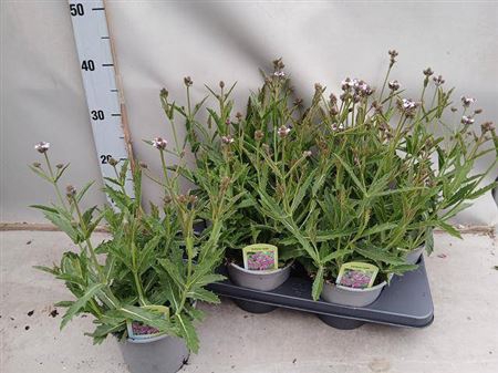 <h4>Verbena Rigida</h4>