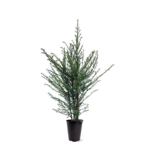 Taxus baccata (zonder etiket)