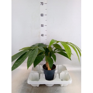 Planten Groen   ...L%