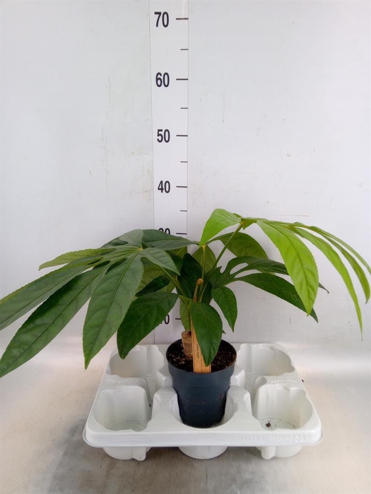 <h4>Planten Groen   ...L%</h4>