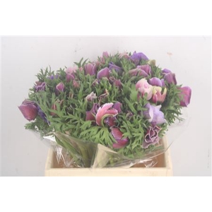 Anemone Mistral Cenere