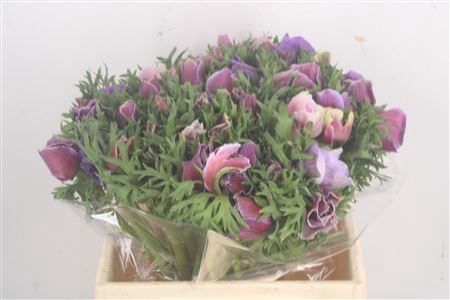 <h4>Anemone Mistral Cenere</h4>