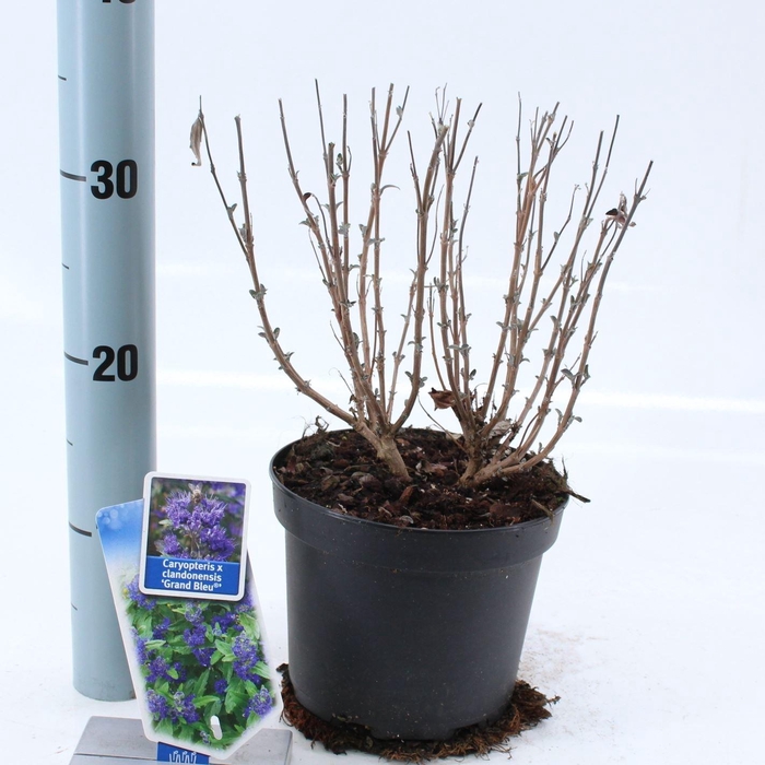 Caryopteris x clandonensis