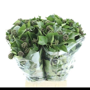 HEDERA OV MET BES BS