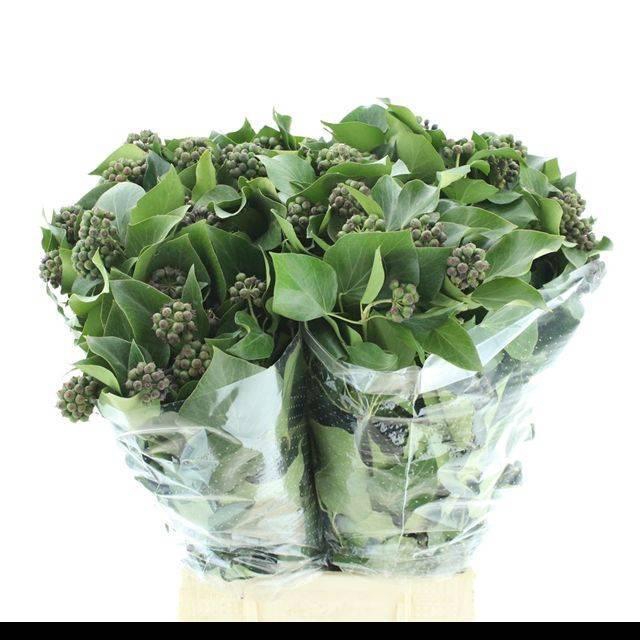 <h4>HEDERA OV MET BES BS</h4>