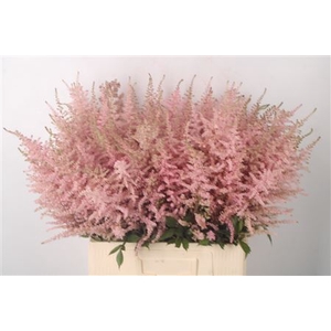 Astilbe Erika Pink X100