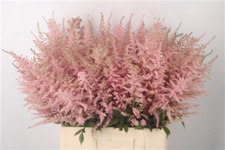 <h4>Astilbe Erika Pink X100</h4>
