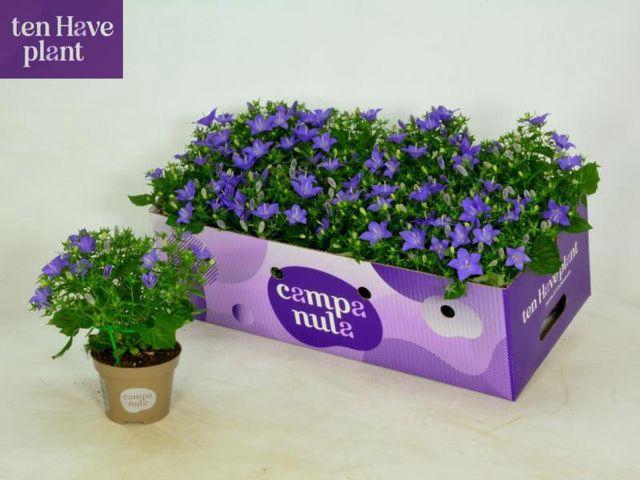 <h4>CAMP IS NAPOLI BLUE</h4>