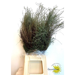 Thyme Falso Super 400 Gram