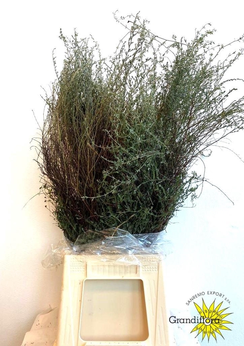 <h4>Thyme Falso Super 400 Gram</h4>