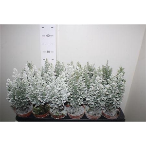 ** Cham L Ellwoodii Snow * Autumn Promo*