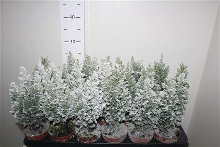 <h4>** Cham L Ellwoodii Snow * Autumn Promo*</h4>