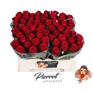 R GR RED NAOMI! Pierrot 50cm