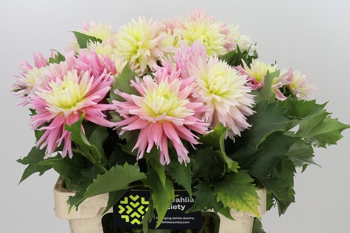 Dahlia Just Married