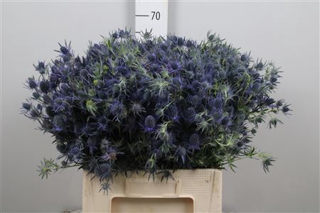 <h4>Eryn Mag Blue Lagoon</h4>