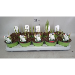 Fritillaria meleagris 'Alba'