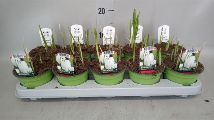 <h4>Fritillaria meleagris 'Alba'</h4>