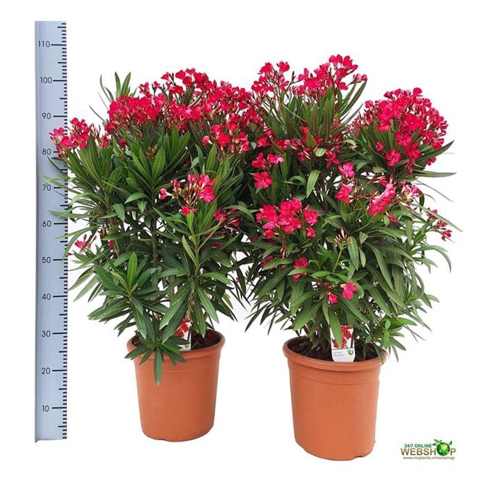 <h4>Nerium oleander (Oleander) 28Ø 90cm</h4>