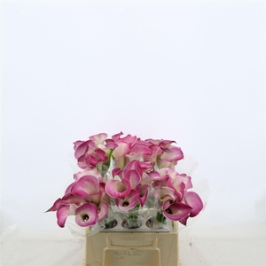 Calla Denver | Dubbelbloemig