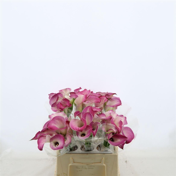 <h4>Calla Denver | Dubbelbloemig</h4>