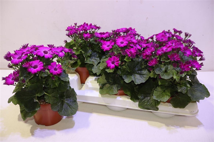 <h4>Peri C Man P Magenta</h4>