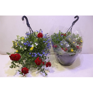 arr8 Overige Hangplanten